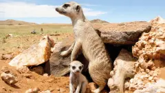 thumb image