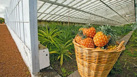 Ananas-Plantage-placeholder
