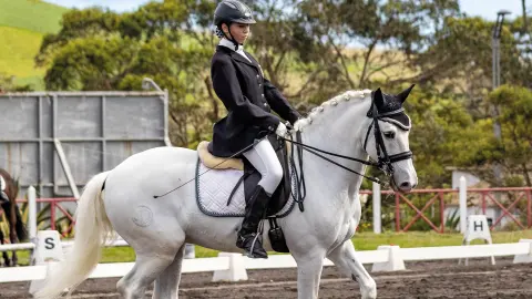 Dressur-Show mit Lusitano-Pferd-placeholder