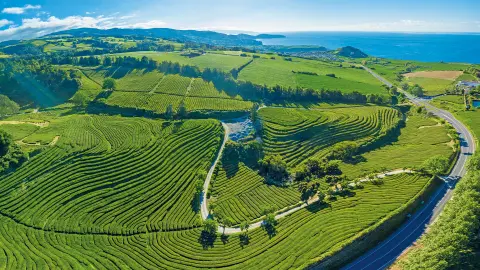 Panoramablick über die Teeplantage Chá Gorreana-placeholder