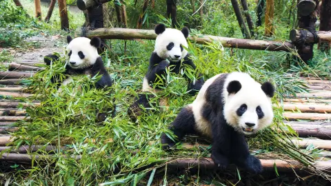 Chengdu Panda Base-placeholder