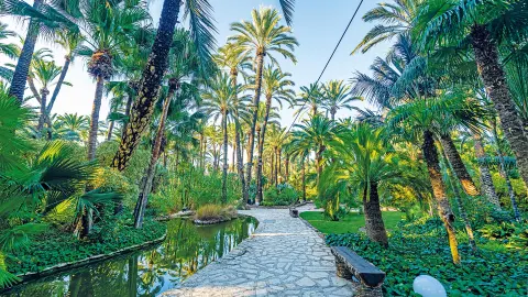 6832_Costa-Blanca_content_1920x1080px_Palmenhain-in-Elche-placeholder