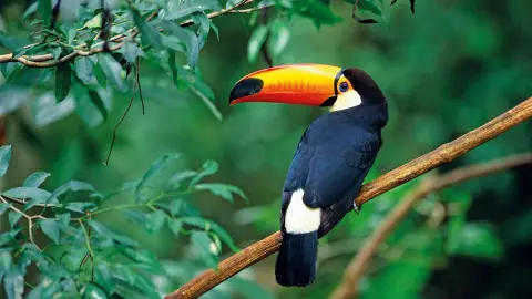 EZE111-112_Argentinien+Brasilien_content_1920x1080px_Brasilianischer-Toucan-placeholder