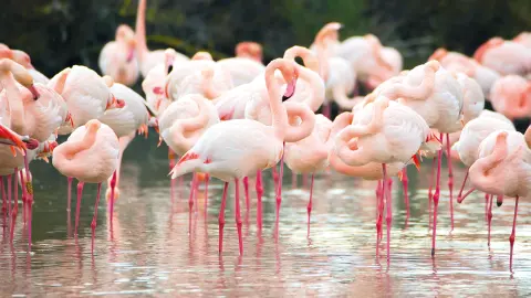 Flamingos in Étang de Monro-placeholder