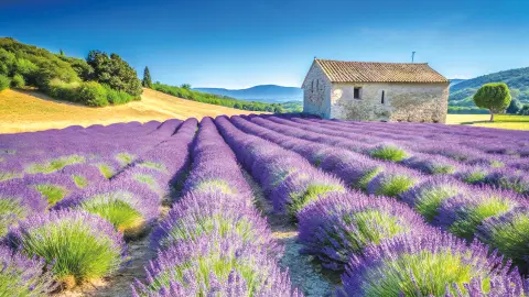 Blühendes Lavendelfeld-placeholder