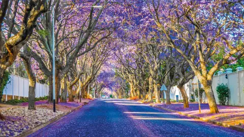 Pretoria Jacarandas-placeholder
