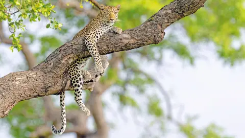 Gepard auf dem Baum in Südafrika-placeholder