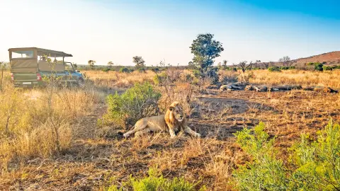 Foto-Safari im Kruger-Nationalpark-placeholder