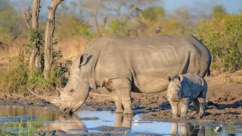 Nashörner am Wasserloch während einer Südafrika Reise-placeholder