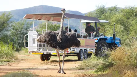 Besuch einer Straußenfarm-placeholder
