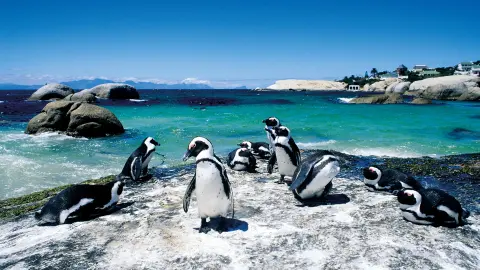 Pinguine am Boulders Beach-placeholder