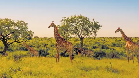 Giraffen in der Morgendämmerung-placeholder