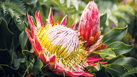 Protea die Nationalblume Südafrikas-placeholder