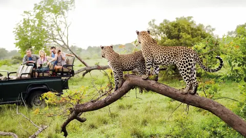 Leoparden-Sichtung während einer Safari-placeholder