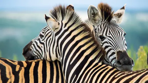 Zebras während einer Südafrika Reise-placeholder