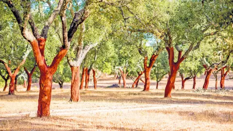 Besuch eine Korkfabrik mit trendtours erleben-placeholder