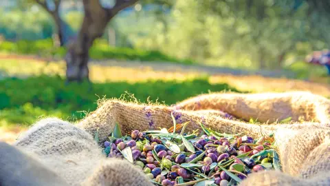 Besichtigung einer Olivenölmühle-placeholder