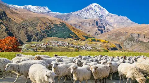 Bergdorf Stepanzminda mit Schafen-placeholder