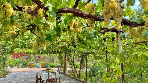 Tisch zum Essen unter Weinreben-placeholder