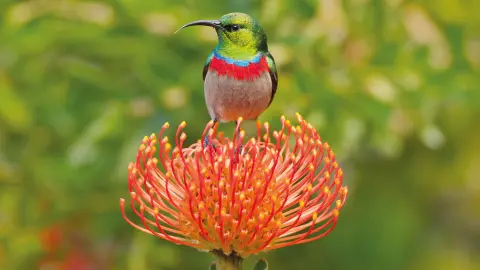 Kapnektarvogel-placeholder