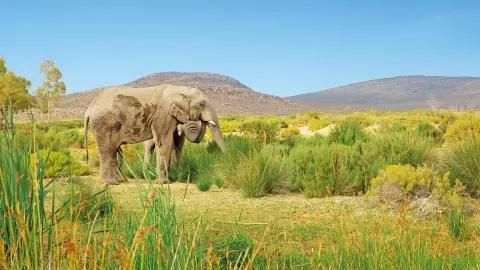 Safari im Wildreservat Aquila (zubuchbar)-placeholder