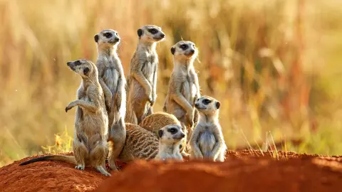 Erdmaennchen Tour (zubuchbar)-placeholder