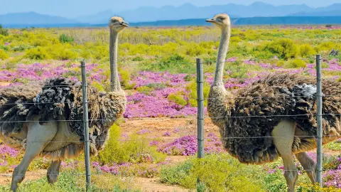 Straussenfarm (zubuchbar)-placeholder