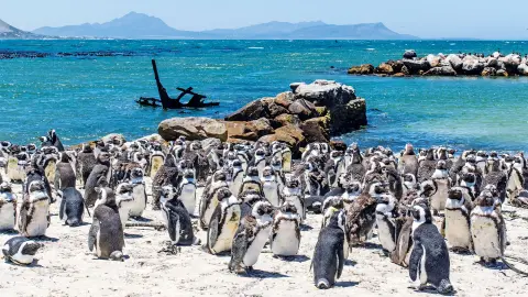 Piguine Stony Point (zubuchbar)-placeholder