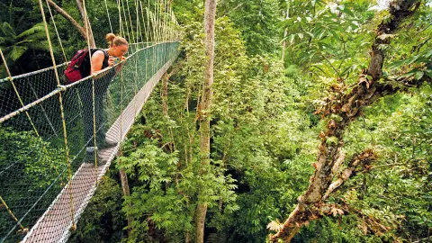 SIN111-112_Malaysia+Singapur_content_1920x1080px_baumwipfelpfad_taman-negara-placeholder