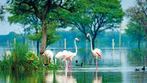 Keoladeo-Nationalpark-placeholder