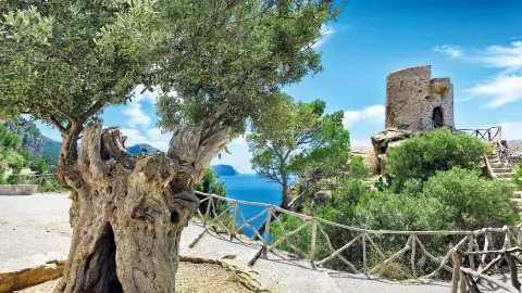 Küstenschönheit bei Banyalbufar-placeholder