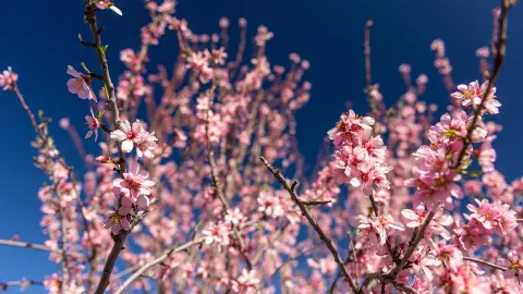 PMI118_Mallorcas_Mandelbluete_Santa-Ponca_content_1920x1080px_Blueten-placeholder