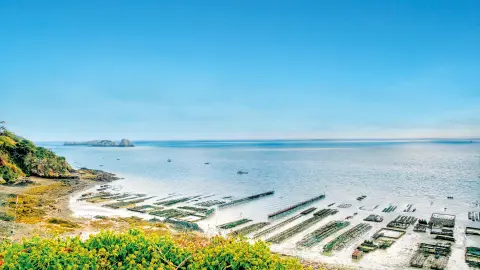 Austernzucht bei Cancale mit Blick auf viele Austernfarmen-placeholder