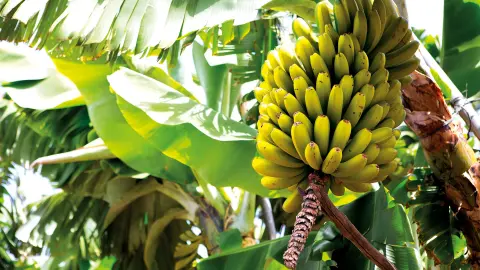 Bananenstaude-placeholder