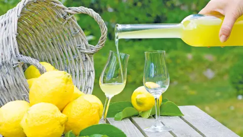 Verkostung auf einer Zitronenplantage, auf der Sie Zitronen und Limoncello genießen-placeholder