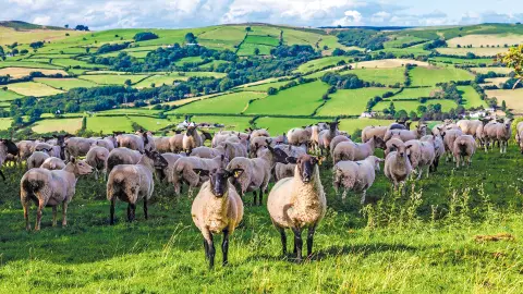 Schafe im Brecon-Beacons-Nationalpark-placeholder