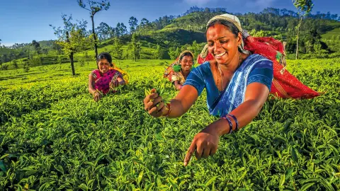 5236-37-Sri-Lanka_content_1920x1080px_teepflueckerin-srilanka-placeholder