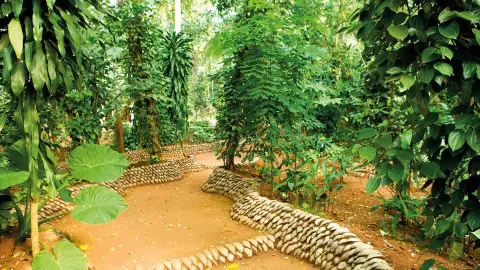 Gewürzplantage in Matale-placeholder