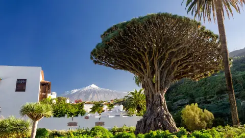Drachenbaum Icod de los Vinos-placeholder