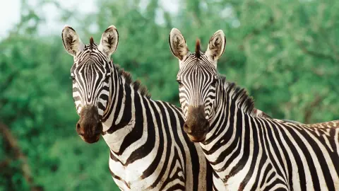 Zebras in freier Wildbahn-placeholder