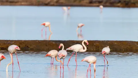 ESL111_unterwegs-an-der-costa-de-la-luz_flamingos-placeholder