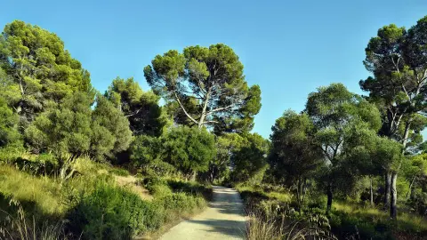 PMI119-7046_Wandern-auf-Mallorca_Bordoy-Alcudia25_Puig-de-Sant-Marti-placeholder