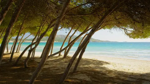 PMI117_Wandern auf Mallorca-BG Tonga_26_content_1920x1080px_Pinienbaeume_Playa_del_Muro-placeholder