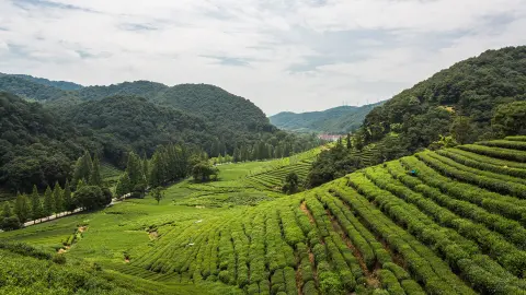 Meijiawu-Teeplantage-placeholder