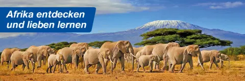 SEO-Content_LP_Header_Afrika-placeholder